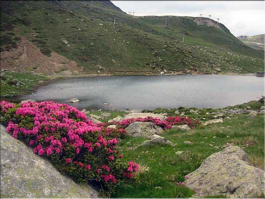 Rhododendron_ferrug1542