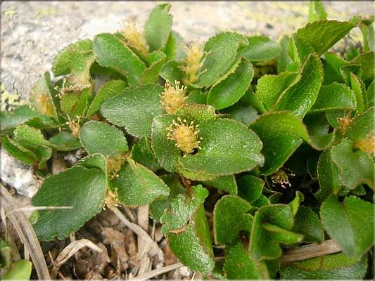 Salix_herbaceaMale1456