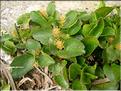 Salix_herbaceaMale1456