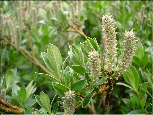 Salix_lapponum1518