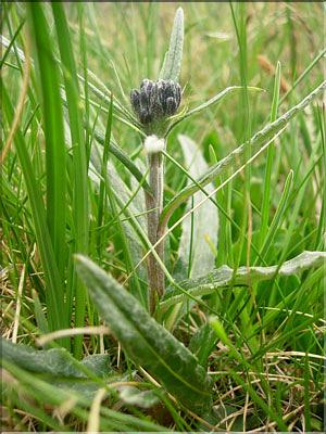 Saussurea_alpina1523