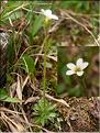 Saxifraga_androsacea1469