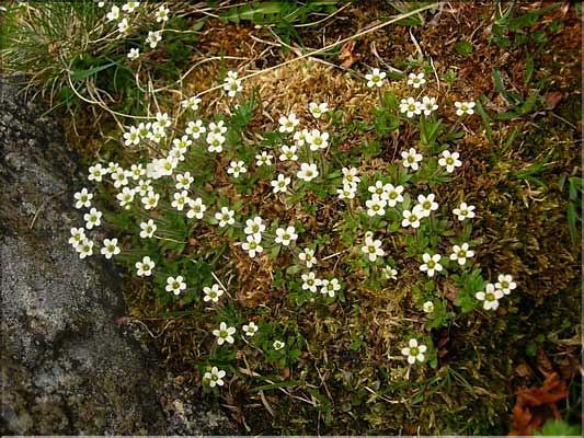 Saxifraga_androsacea1497