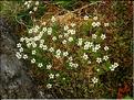 Saxifraga_androsacea1497