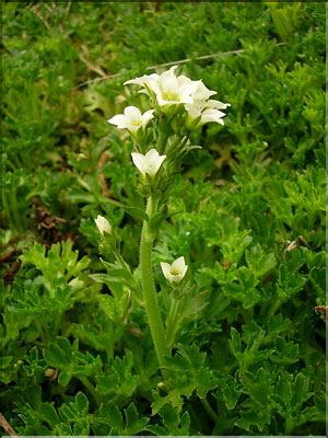 Saxifraga_aquatica1499