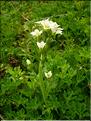 Saxifraga_aquatica1499