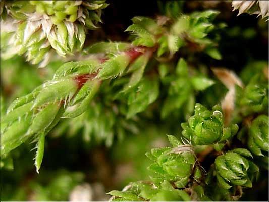 Saxifraga_bryoides1439