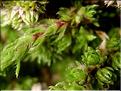 Saxifraga_bryoides1439