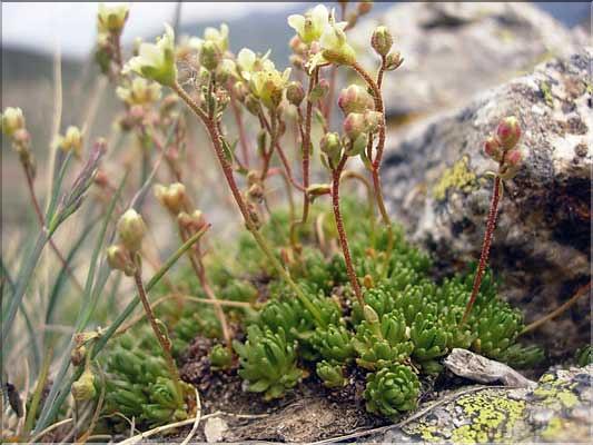 Saxifraga_moschata1462