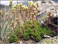 Saxifraga_moschata1462