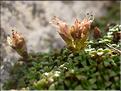 Saxifraga_retusa1477