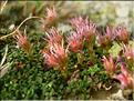 Saxifraga_retusa1479