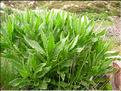 Senecio_pyrenaicus1556