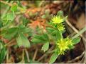 Sibbaldia_procumbens1417