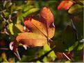 Acer_monspessulanum2190