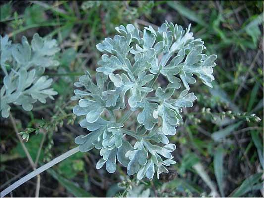 Artemisia_absinthium2184