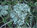 Artemisia_absinthium2184