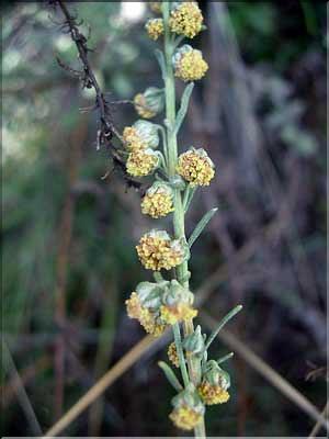 Artemisia_alba2198