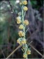 Artemisia_alba2198