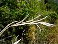 Brachypodium_phoenic2193