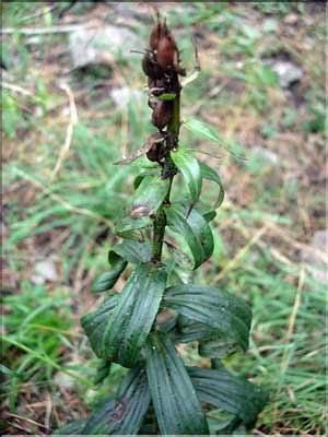 Digitalis_lutea2212