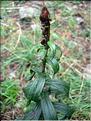 Digitalis_lutea2212