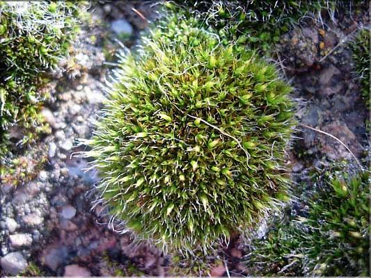 Hedwigia_stellata2175