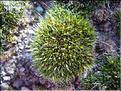 Hedwigia_stellata2175