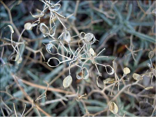 Hormathophylla_spinosa2221