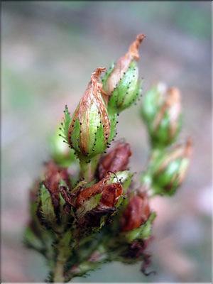 Hypericum_montanum2208
