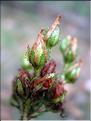Hypericum_montanum2208