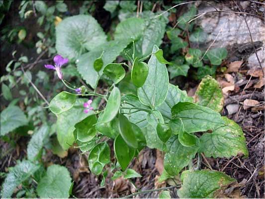 Lunaria_annua2177
