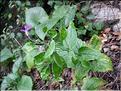 Lunaria_annua2177