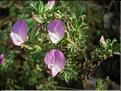 Ononis_spinosa2230