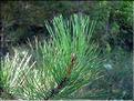 Pinus_nigraLaricio2186