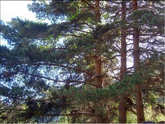 Pinus_sylvestris2200