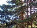Pinus_sylvestris2200