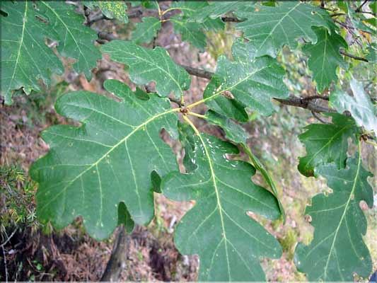 Quercus_petraea2201