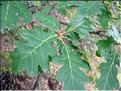 Quercus_petraea2201