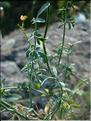 Ruta_angustifolia2217