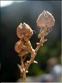 Ruta_angustifolia2218