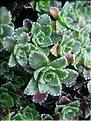 Saxifraga_paniculata2203