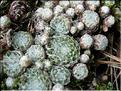 Sempervivum_arachnoid2207