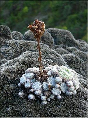 Sempervivum_arachnoid2224