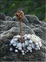 Sempervivum_arachnoid2224