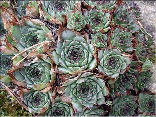 Sempervivum_tectorum2206
