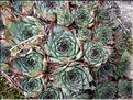 Sempervivum_tectorum2206
