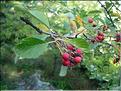 Sorbus_aria2214