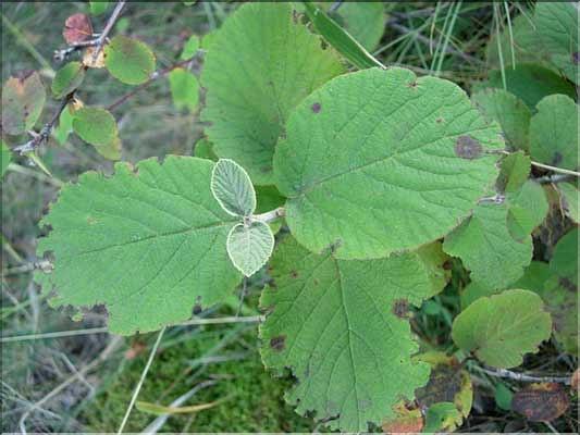 Viburnum_lantana2226