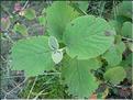 Viburnum_lantana2226